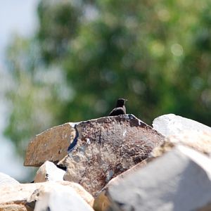 Rueppell's Black Chat at Debre Libanos Gorge, Ethiopia, 18/10/14