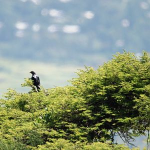 White-billed Starling at Debre Libanos Gorge, Ethiopia, 18/10/14
