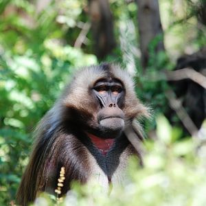 Gelada at Debre Libanos Gorge, Ethiopia, 18/10/14