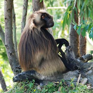Gelada at Debre Libanos Gorge, Ethiopia, 18/10/14