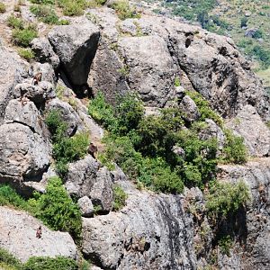 Gorge-side Geladas at Debre Libanos Gorge, Ethiopia, 18/10/14