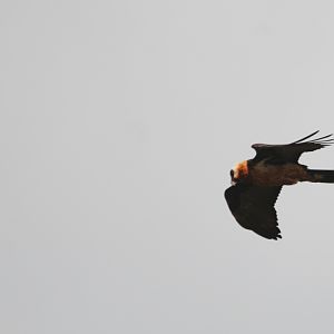Lammergeier at Debre Libanos Gorge, Ethiopia, 18/10/14