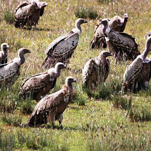 Rueppell's Griffon Vultures, Roadside north of Addis, 18/10/14