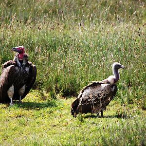 Lappet-faced and Rueppell's Griffon Vultures, Roadside north of Addis, 18/1
