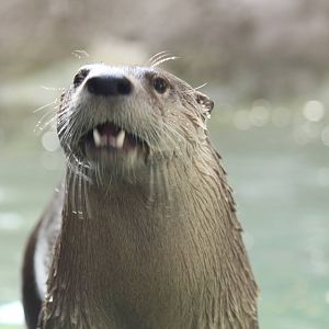 Watershed Heroes - River Otter