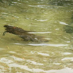 Bush Dog Swimming