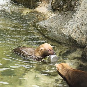 Bush Dog Swimming