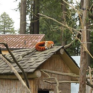 Red Panda