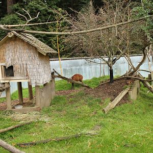 Red Panda and Indian Muntjac Exhibit