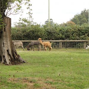 Donkey, Alpaca, Llamas, and Rheas