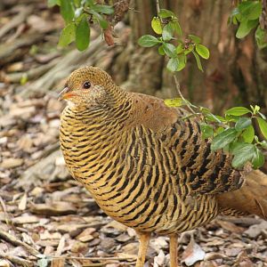 Golden Pheasent hen