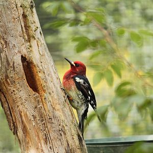 Free-Flight Zone Red-breasted Sapsucker