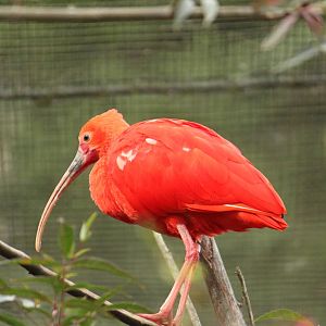 Free-Flight Zone Scarlet Ibis