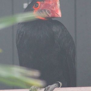 Writhed hornbill female