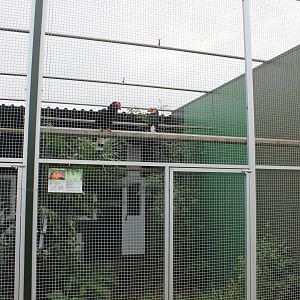 Aviary Writhed hornbill