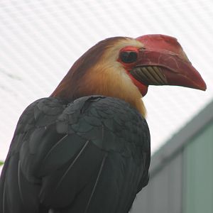 Writhed hornbill male