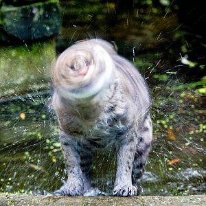 Fishing cat : Howletts : 14 Oct 2014