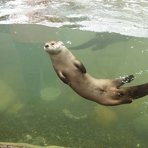 Watershed Heroes - River Otter