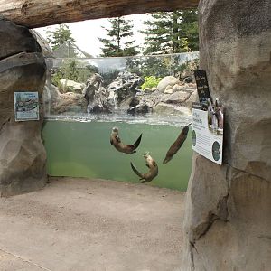 Watershed Heroes - River Otter Exhibit