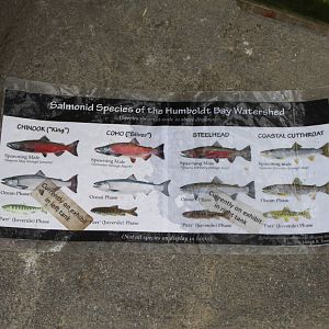 Watershed Heroes - Salmon Exhibit