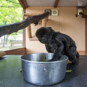 Goeldis monkey : Wingham : 13 Oct 2014