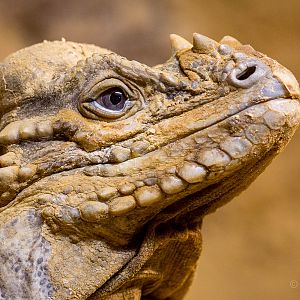 Rhinoceros iguana : Wingham : 13 Oct 2014