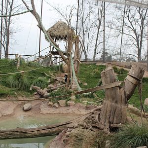 Buin Zoo - Mantled guereza, crested guineafowl and chestnut teal exhibit