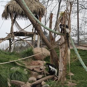 Buin Zoo - Mantled guereza, crested guineafowl and chestnut teal exhibit