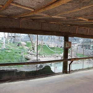 Buin Zoo - Mantled guereza, crested guineafowl and chestnut teal exhibit