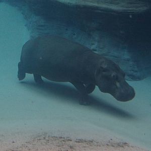 Common Hippo