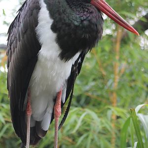 Black stork