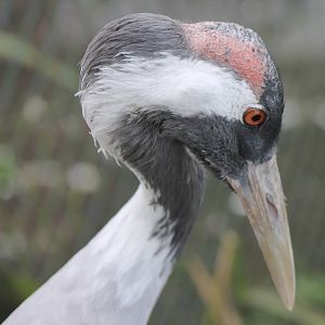 Common crane