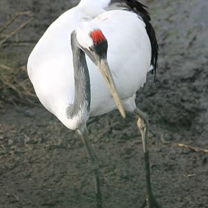 Red crowned crane