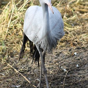 Blue / Stanley crane