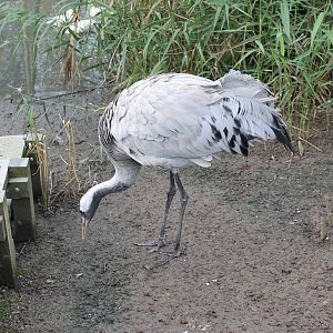 Common crane