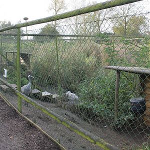 Common crane aviary