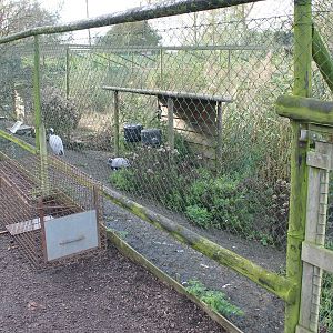 Desmoiselle crane aviary