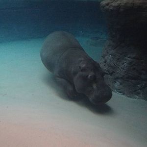 Common Hippo