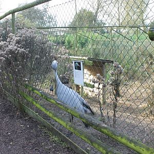 Blue / Stanley crane aviary