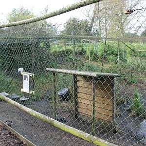 Red crowned crane enclosure