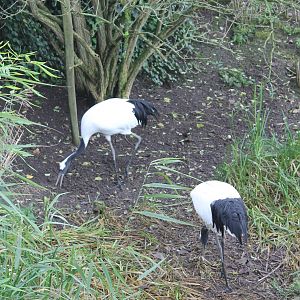 Red crowned cranes