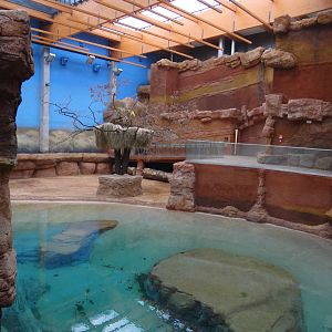 Hippo pool and enclosure
