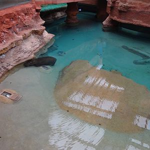 Hippo pool