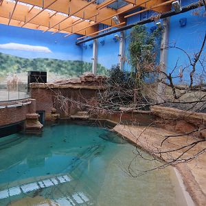 Hippo pool and enclosure