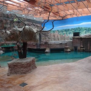 Hippo pool and enclosure