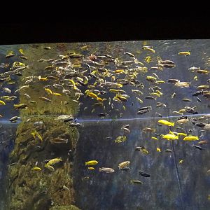 Lake Malawi aquarium
