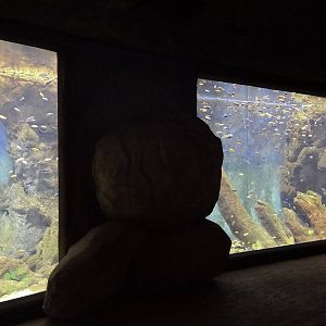 Lake Malawi aquarium