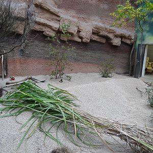 Dik-dik enclosure