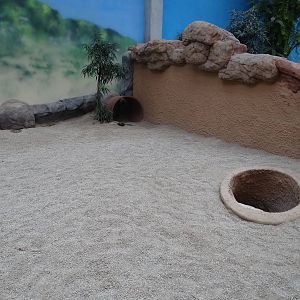 Aardvark enclosure