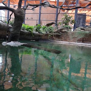 Crocodile pool